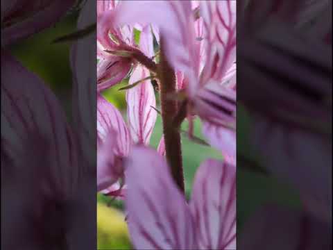 Цветет Неопалимая Купина.