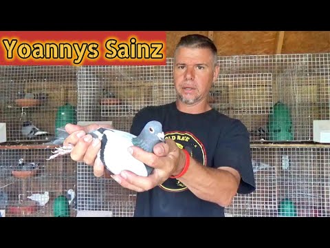 Racing Pigeons - Yoannys Sainz Interview