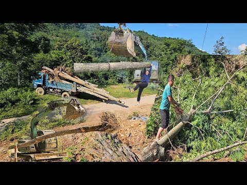 Excavators and cranes, cutting ancient trees around the house