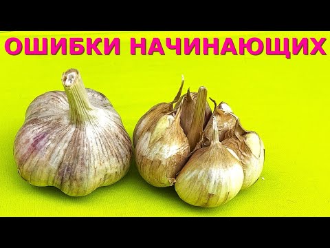 Garlic for planting What kind of garlic can be planted?