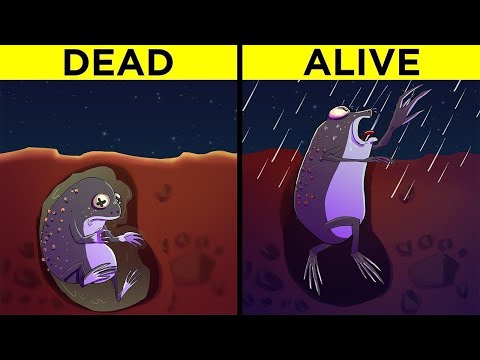 Most Amazing Animals In The World