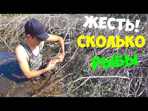Ловлю рыбу руками,на высохшем болоте! ЖЕСТЬ Сколько рыбы!
