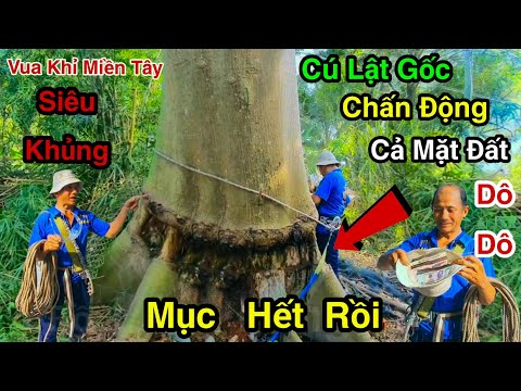 Extremely Shocking If The Monkey King Can Saw Down A Rotten Cotton Tree That's Falling Down, What...