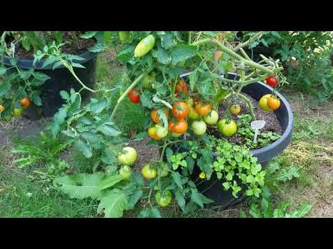 Супер УРОЖАЙ томатов в ведрах, бочках, вазонах и больших емкостях.