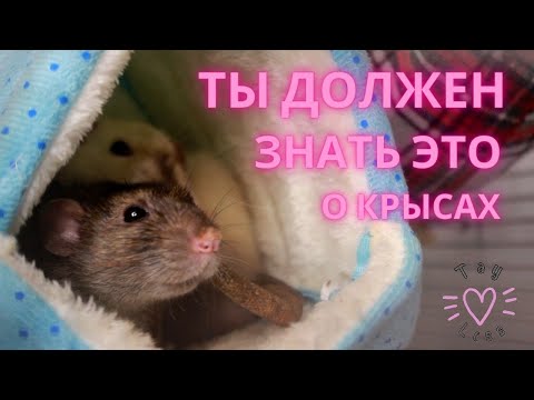 10 ВЕЩЕЙ, КОТОРЫЕ НУЖНО ЗНАТЬ, ПРЕЖДЕ ЧЕМ ЗАВОДИТЬ КРЫС!