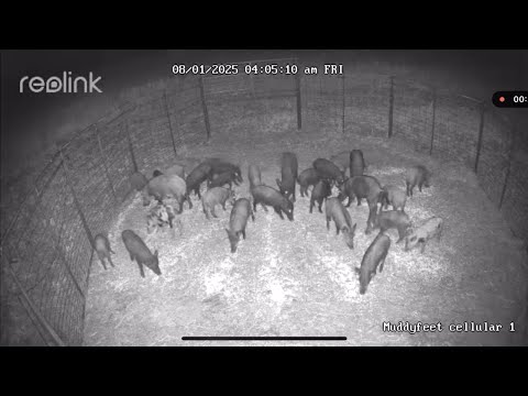 31 wild hogs caught! Watch What Happens When the Gate Drops on These Hogs!