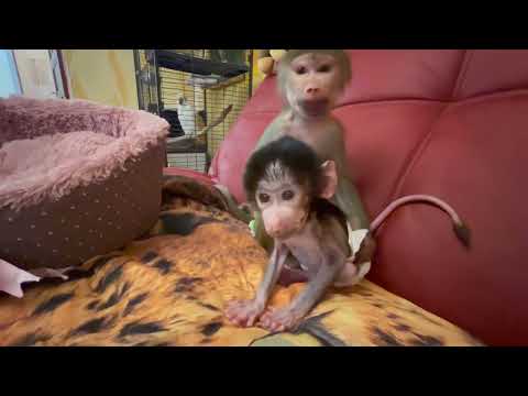 Степашка "ВЫПАЛ из ГНЕЗДА" и Люська вся разнервничалась, она не знает что делать?!