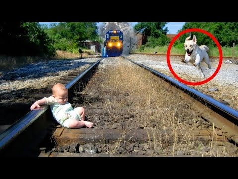 Moments When Animals Save People and It Was Caught on Camera
