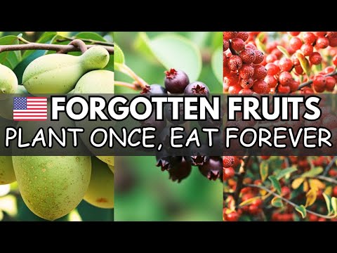 15 Forgotten Fruits That Grow Themselves - The Lazy Gardener's Goldmine | Nostalgia Fruits