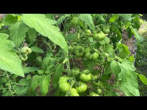 Уход за томатами в июле 2025 года при неблагоприятных погодных условиях