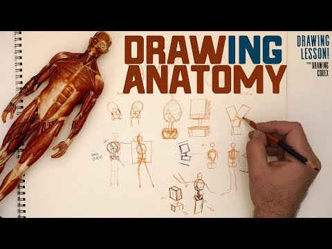 Learn Torso Construction!