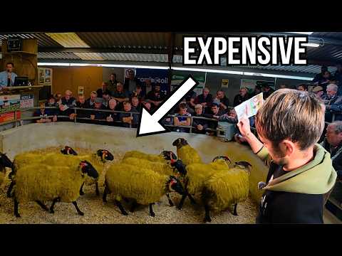 I SPENT THOUSANDS OF EUROS ON SHEEP!
