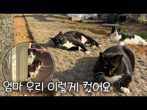7년이라는 긴 세월을 길에서 보낸 어미 고양이는, 끝내 새끼들과 이별해야만 했다