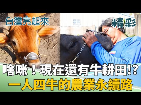 Reluctant for the oxen to become beef, only hoping to rewrite their 'cow life'