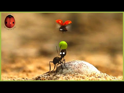 A Pea In The Hand Is Worth... | Minuscule 🍃 20' Compilation