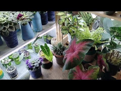 Обзор новинок Мини фиалок и просто болталка🤗🌺🪴🌿