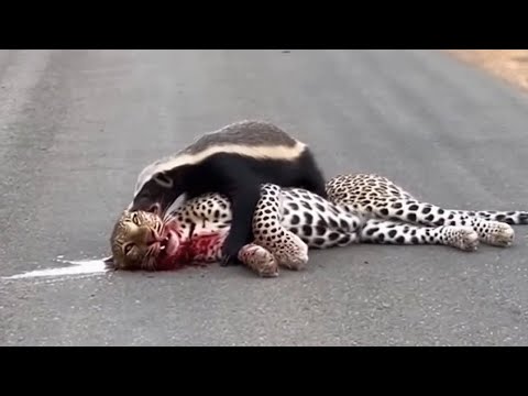 Leopard Thought It Was an Easy Kill Until the Honey Badger Fought Back