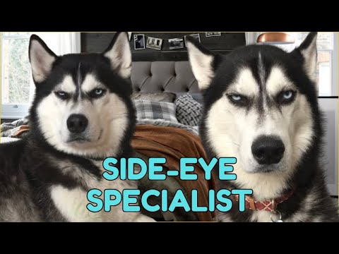 100% Hilarious HUSKY Fails and Funny Moments [#5]