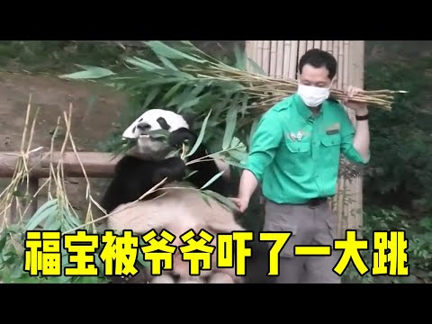 Grandpa snuck up  scared Fubao  who dropped his bamboo. [pasture time]
