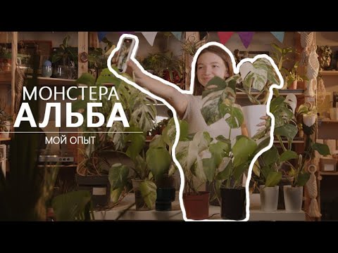 Монстера Альба: мой опыт выращивания 🌿✨