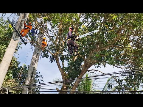 Sawing down a tree blocking a high voltage power line | P144