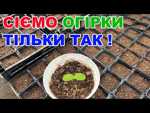 Як сіяти огірки на розсаду ? Огірки в теплиці