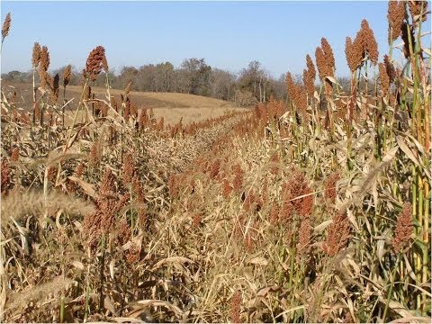 Pheasant Food Plots - Victory Outdoors