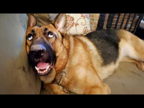GERMAN SHEPHERDS Dog Were Born To Be Comedians! 🤪 Funny Dog Videos 2025