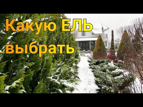 Which Spruce Tree to Choose for Your Garden | Beautiful Spruce Varieties | Conifers in the Garden