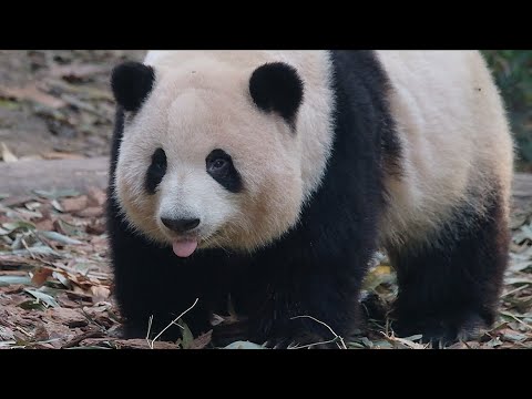 25.12.17 被竹子吓一跳的花花，假装找笋笋缓解缓解尴尬！