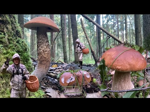 Корзина грибов за час! #мавасе #грибочки #грибалка #грибыленобласть #опята #подосиновики 