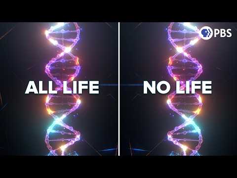 Why Is All DNA Right Handed?