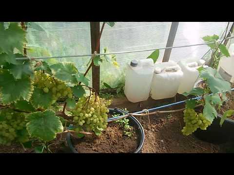 Виноградная теплица. Два способа выращивания.