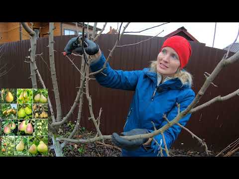 Обрезка Груши Осенью Топ Видео Канала