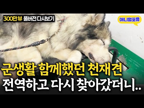 [레전드 풀버전] 전역하고 급하게 다시 찾아갔는데 상태가 뭔가 이상하다..? I KBS 개는 훌륭하다 231127 방송