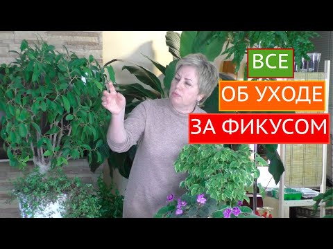УХАЖИВАЕМ ЗА ФИКУСОМ ПРАВИЛЬНО! ДЕЛЮСЬ СВОИМИ СЕКРЕТАМИ!