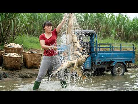 Drag The Net → Catch Thousands of Big Fish in the Lake & Load Full Truck for Market Sell
