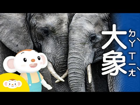 【樂樂帶你探險去】大阿象~大阿象,大象的鼻子有什麼功用呢?跟著樂樂去動物園認識大象!還有找林旺爺爺~|小行星樂樂TV