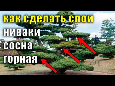PART 2. Secrets of shaping nivaki from mountain pine, shaping, trimming pine, caring for pine