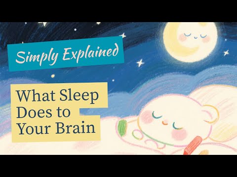 What Sleep Does to Your Brain - Simply Explained