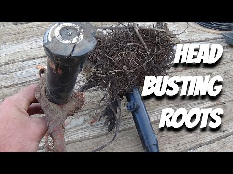 Replacing difficult sprinklers engulfed in roots.