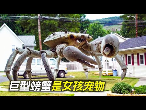 直徑6米的巨型螃蟹，是女孩的寵物，科幻，奇幻，電影，解說，獵奇，懸疑，巨獸