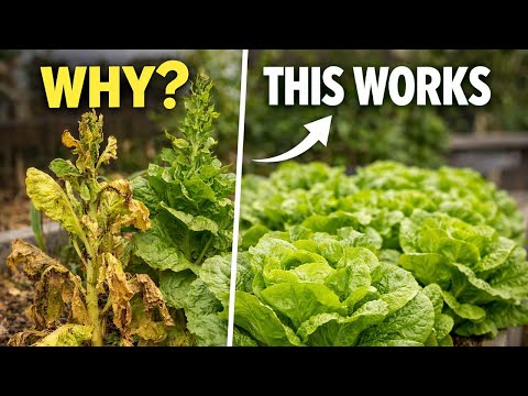 Why Your Lettuce Fails (And How to Grow It Perfectly)