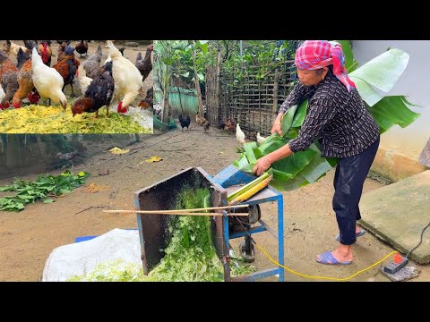 Process of producing silage for chickens