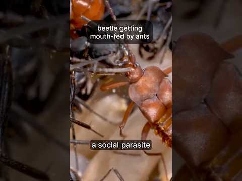 Social Parasitism Explained