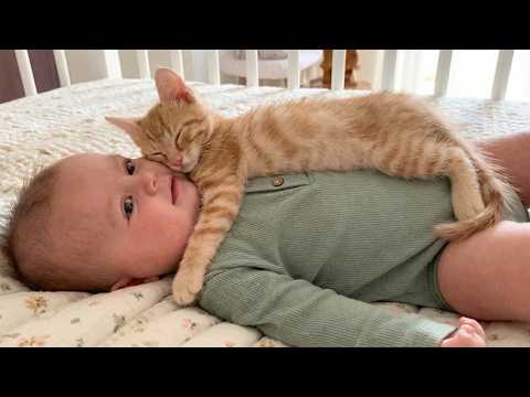 Kittens Falling Asleep on Babies 🐾😴 | The Cutest Cuddles You’ll See Today