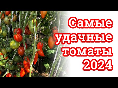 ЛУЧШИЕ СОРТА ТОМАТОВ В 2024 году, 2 часть обзора
