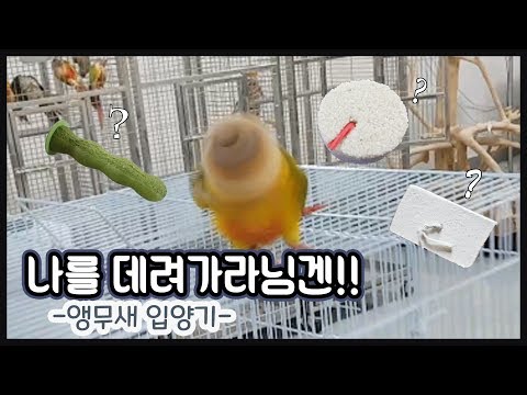 결국... 앵무새를 집으로 데려왔습니다ㅣ앵무새 입양 시 준비물??