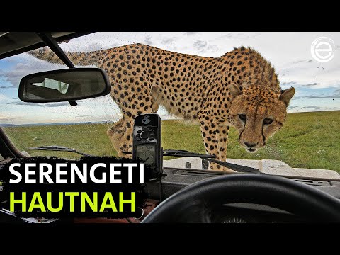 Serengeti – The Making of | Experience Earth