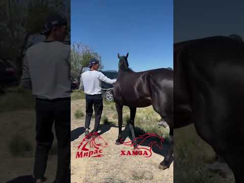 Аламан Таскенкен 20.08.2023 Хамза Мамайқара авторы:Мирас көкпар